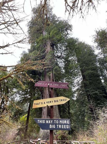 Forest photo showing red, yellow and blue way signs that read That’s a Big Tree Too!, That’s A Very Big Tree and The Way To More Big Trees!