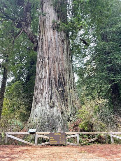 A very very large trunked redwood tree with a Big Tree sign in front listing height 286’ , diameter 23.7’, circumference 74.5’ and estimated age 1500 years.