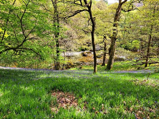 A wooded hillside, blue with bluebells, leads steeply down to the river below.