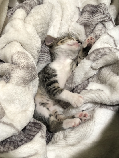Lilly as a very young kitten.  On her back, head thrown back, snuggled in a fleecy blanket. Tabby and white.