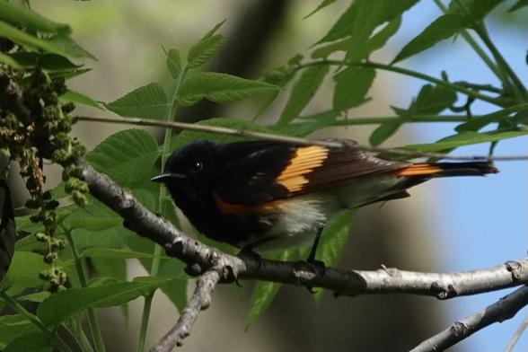 Male American redstart perched on a tree branch.