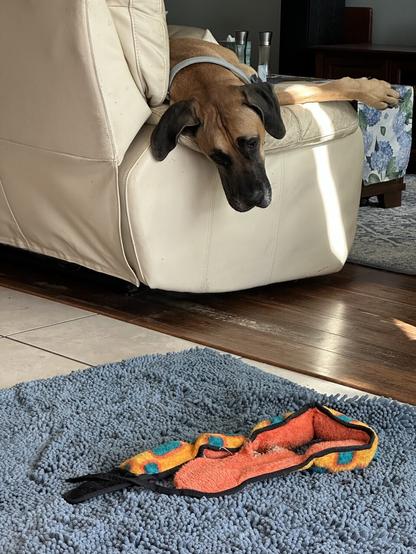 Boomer, a large Great Dane/Mastiff cross, is laying on the couch. Only his head and one front paw are visible. His head is hanging over the arm of the couch, looking down at a long orange snake squeaker toy on the floor.