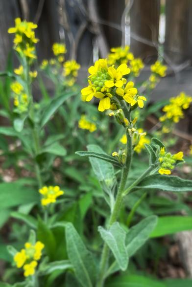 Even on a cloudy day, yellow alyssum lights up the garden with tiny, but very bright yellow flowers and somewhat fuzzy, sage-green leaves. A wooden fence is blurred in the background behind the flowers.
