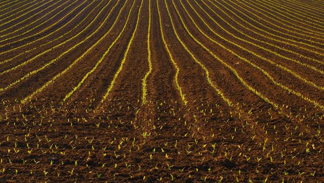 Zarte frische Maispflanzen auf einem Acker in Reih und Glied