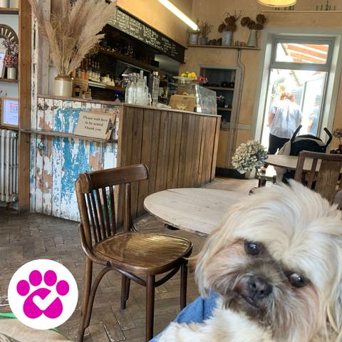 a dog in boho cafe