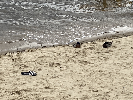 Two ducks and a shoe on a river beech