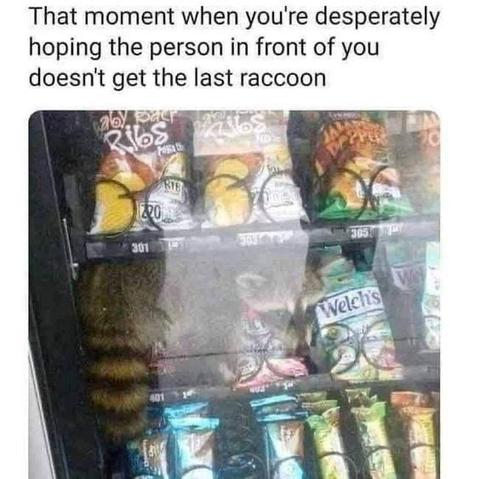 The meme states: That moment when you are desperately hoping the person in front of your doesn’t get the last raccoon.
Glass-fronted vending cabinet, filled with crisps (chips to our US friends), sweets (candies), etc., with a raccoon sat in one of the vending slots. S/he looks to have made themselves comfortable on a crisps ‘pillow’ 😂