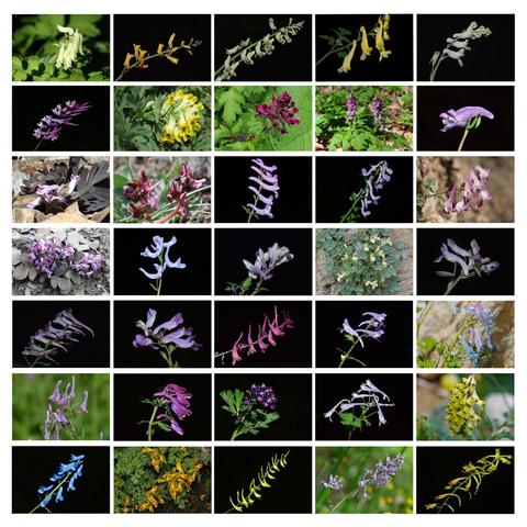 Collage of 35 images of flower specimens from the hyper-diverse genus Corydalis (Papaveraceae: Fumarioideae).