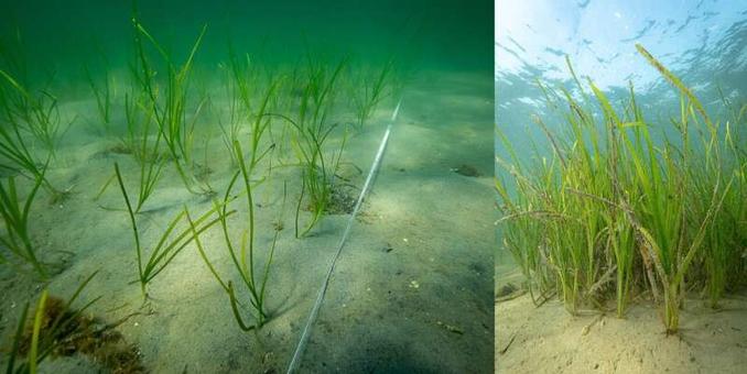 Comparison of new planted eelgrass and a plot that was planted 15 months ago.
