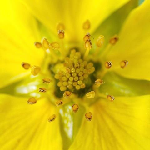 Nahaufnahme des Innenlebens einer gelben Blüte mit 5 Blütenblättern