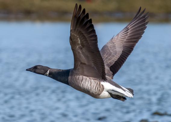 Ringelgans im Flug