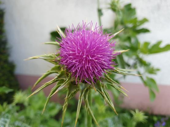 Blüte der #Mariendistel (Silybum marianum)