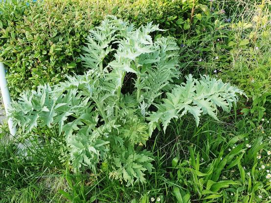 #Artischocke (Cynara cardunculus "Vert de Provence") noch ohne Blüten
