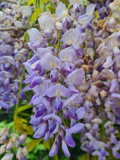 Blauregenblütenstand, daneben verwelkte  Blüten