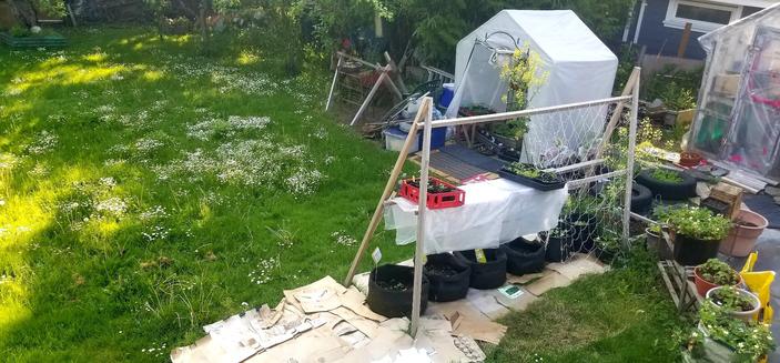 Part of our backyard with fruit trees, lots of food plants & small greenhouses with plant babies.