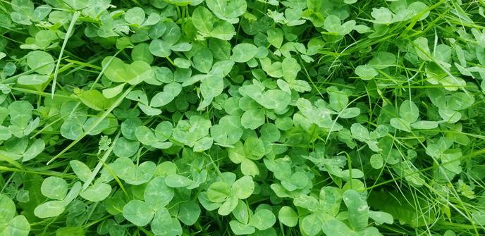 Big patches of clovers are replacing old all grass lawn in backyard.