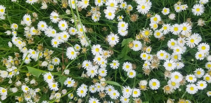 A huge patch of daisies. Taking over old all grass backyard lawns.