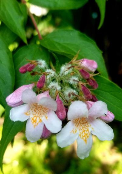 Beauty bush in bloom.