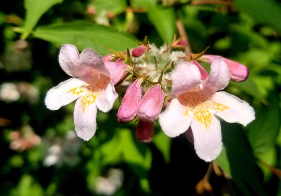 Beauty bush flowers.