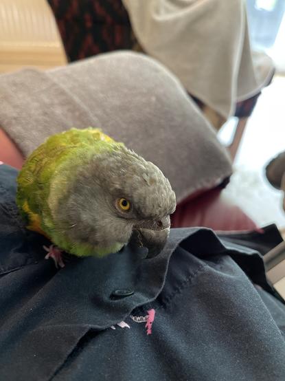 A Senegal Parrot rests on the torso of a man in a black shirt with flamingoes on it. The parrot is grey headed with a green back and yellow and orange vest.
