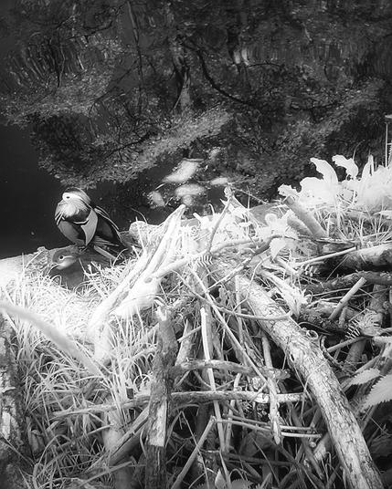 photo: infrared image with mating pair of ducks sitting pond side (middle left). foreground is a pile of white twigs and background is a dark colored pond with tree reflections