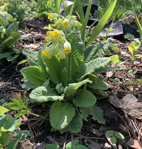 CloseUp photograph of flowering cowslip in a suburban garden. Montreal,  May 2023