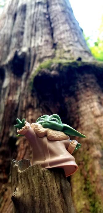 Baby Yoda figurine beside a giant old growth cedar tree.