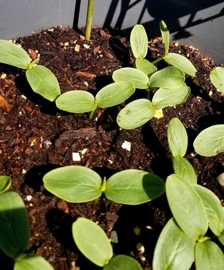 Chinese long cucumber seedlings.