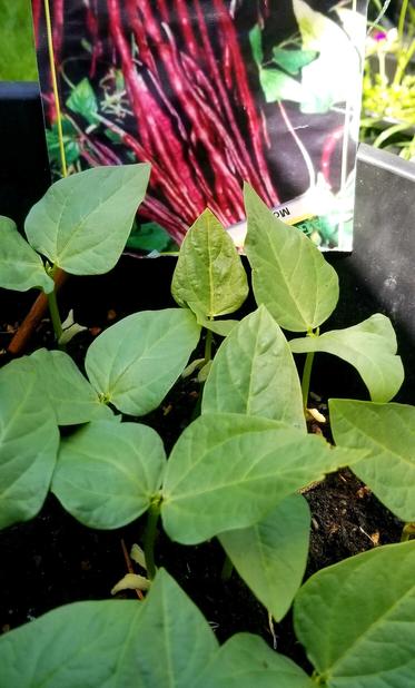 Chinese yard long red pole bean plant starters.