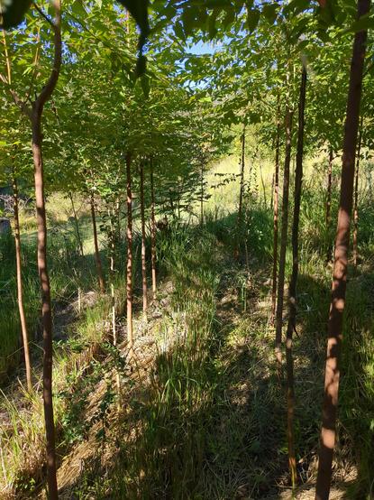 2 lines of straight Eucalyptus with a Vetiver Grass hedge running through the middle.