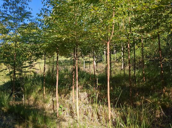 Eucalyptus pollards with Vetiver Grass beneath them. The Eucalypts have straight boles and have been topped at a uniform height.