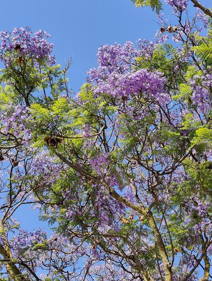 Jacaranda bright violet blooming against a blue sky in Parede, Portugal