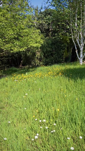#TheWarOfTheButtercupsAndDaisies