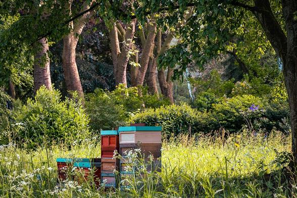Einige hölzerne, aufeinander gestapelte Bienenkisten vor einer Kulisse aus dicken Baumstämmen und Grünzeug