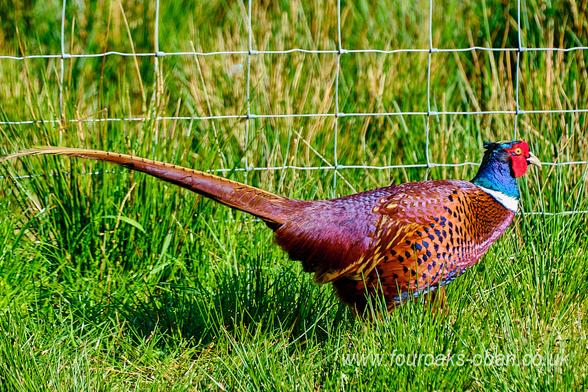 Male pheasant walking in garden.