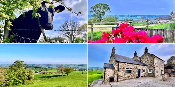 Four photo collage of Wharefedale countryside.From top left, clockwise: mostly black dairy cow looking through tree branches at the photographer with others in the herd in the background; views of the farming countryside, looking over a red rhododendron and the farm cottage; traditional stone farmhouse and farm cottage with green fields behind and blue skies above; green fields and trees with hills in the background.