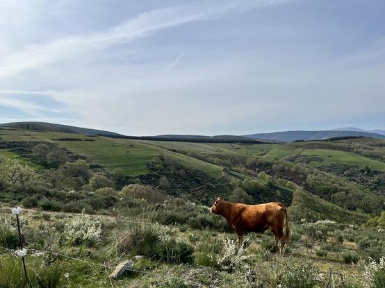 Brown cow on the Camino de Santiago trail in Gallecia