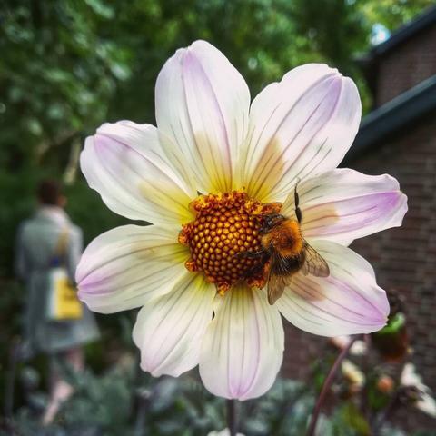 A macro photograph of a bee on a flower (dahlia tenuicaulis).

The Flower has white petals with strains of pink, becoming yellow towards the middle. The pistil is golden orange, and the bee, of brownish golden and black colours, is mostly busy around that central part.

The background is blurred, with a woman on the left and a building on the right.