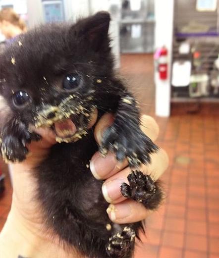 adorable but absolutely ferocious black kitten, covered in peanut butter which she was obviously just caught stealing, clutched in someone's fist, nails out, mouth open, snarling, unrepentant. cutest thing you've ever seen