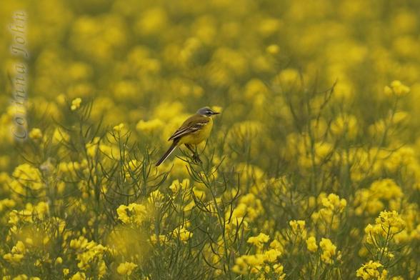 Ein gelber Vogel sitzt auf einem blühenden Rapsfeld