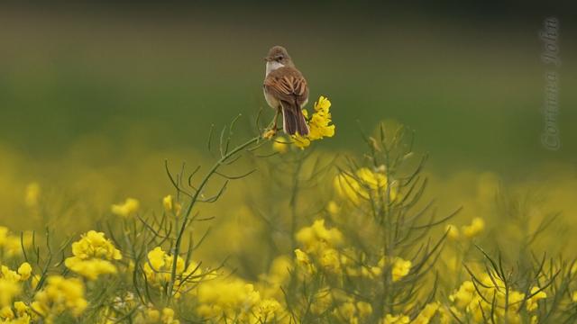 Eine Dorngrasmücke sitzt auf einer blühenden Rapspflanze. Unter ihrem Gewicht biegt sich die Blüte zur Seite.