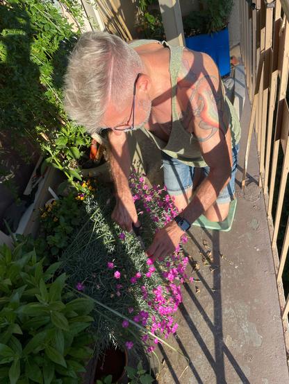 Man kneeling and deadheading dianthus. The sun is highlighting his rainbow dragon tattoo.