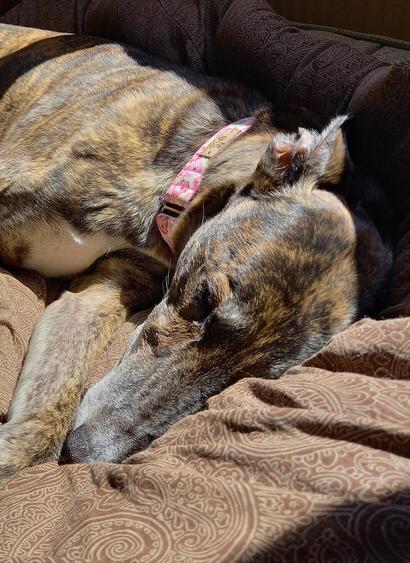 A brindle greyhound sleeps in a pool of sunshine.