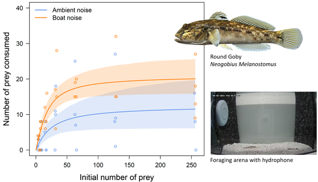 Composite figure with a functional response plot showing that the number of prey consumed is higher under boat noise condition, a drawing of a round goby, and a picture of the experimental arena with a hydrophone.