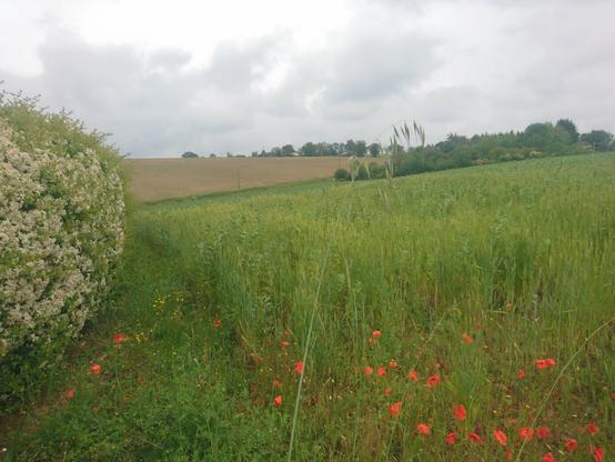 The target point is somewhere in this field. poppies are in bloom, and so is a hedge of privet (I guess? I'm not good at plants) on the left. The sky is gray and cloudy and the field is green (unidentified plants)