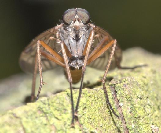 Snioefly, a beautiful small fly.