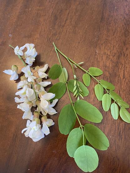 Green pinnate leaves in groups of 9 with a cluster of creamy blossoms.