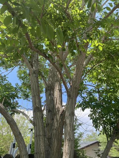Tree with several vertical branches, green leaves against sky.