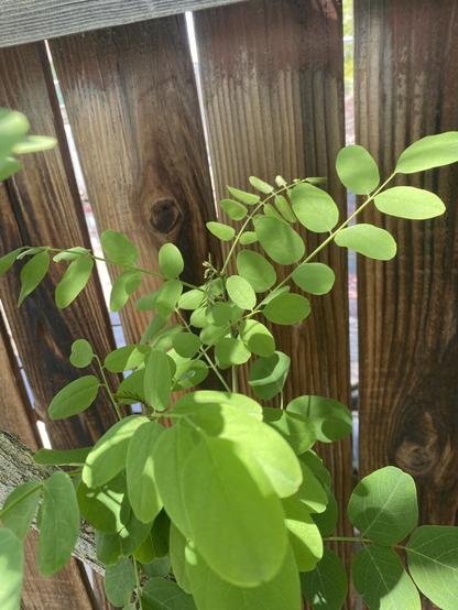 A cluster of leaves with brown fence boards in background. The leaflets are pinnate, with a terminal leaf, and the leaves are oval with smooth edges. There are 5-9 leaves in each leaflet. Stems are green. Leaves are light weight with a matte texture (not shiny).