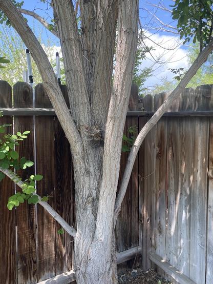 The base of the tree: single trunk dividing into several branches. Grey bark. Wood fence and sky in background.
